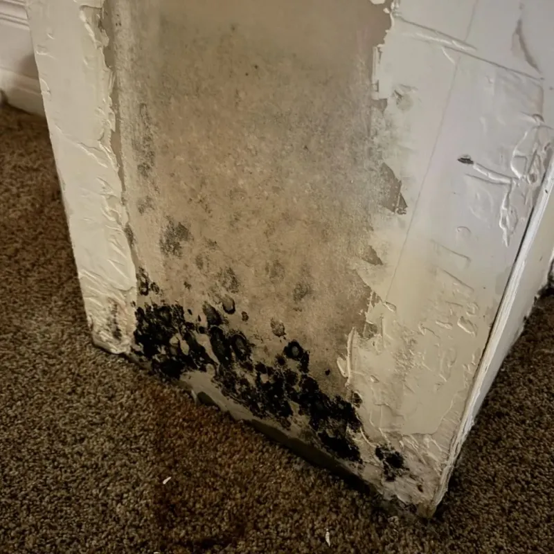 Professional Mold Removal in Trenton, FL
